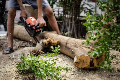 Midsection of man holding log on tree