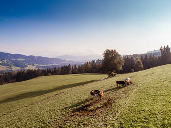 Cows grazing on field against sky