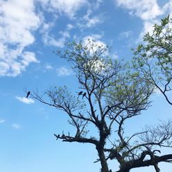 Low angle view of tree against sky