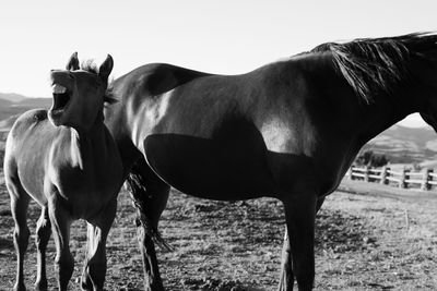 Horse standing on field