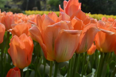 Close-up of orange tulips in field