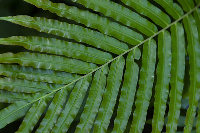 Full frame shot of green leaves