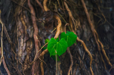 nature