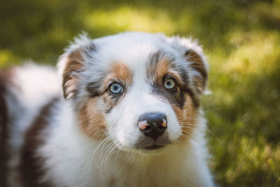 Detail on the expression of a blue-eyed female and an australian shepherd puppy