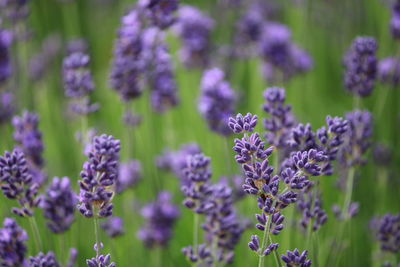 Close-up of purple flowering plants on field
