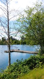 Trees by lake against sky