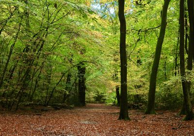 Trees in forest during autumn