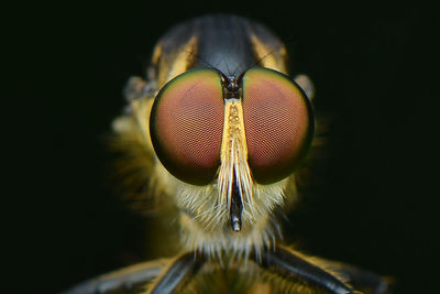 Macro shot of fly