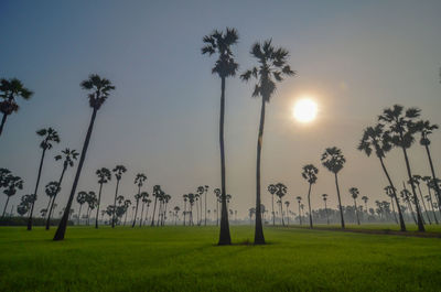 Palm trees on field against sky during sunset