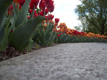 Close-up of flowers growing on tree