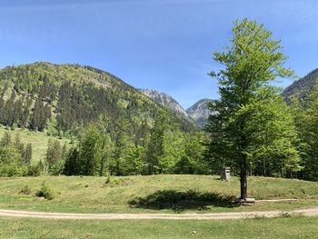 Trees on field against sky