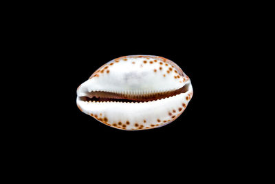 Close-up of shell against black background