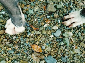 Cropped paws of dog on stones