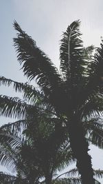 Low angle view of palm trees against sky