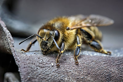 Close-up of bee