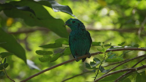 Close-up of bird perching on branch