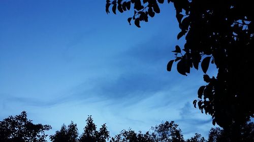 Low angle view of trees against cloudy sky