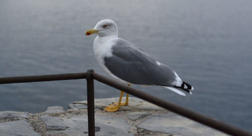 Close-up of a seagull with sea background