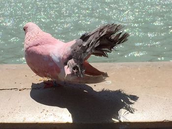 Bird perching on a beach