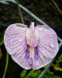 Close-up of wet pink flower blooming outdoors