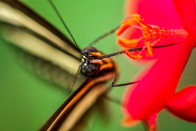 Close-up of insect on red flower
