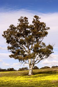 Tree on field against sky