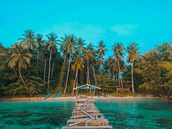 Palm trees in swimming pool