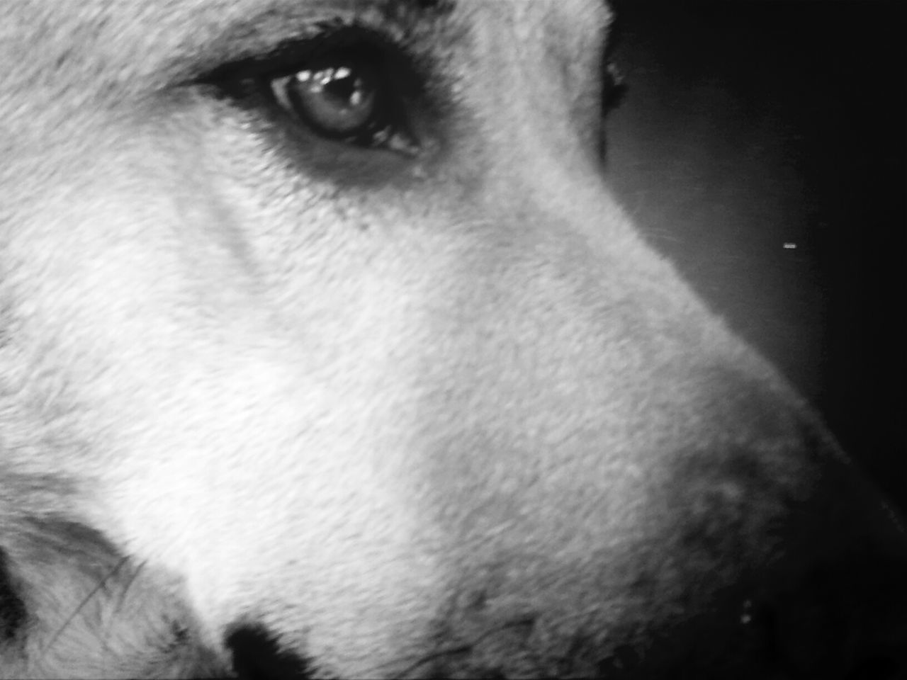 one animal, domestic animals, animal themes, pets, close-up, mammal, animal head, animal body part, dog, part of, indoors, portrait, looking away, animal eye, animal nose, snout, no people, front view, focus on foreground