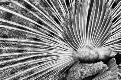 Full frame shot of peacock