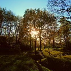 Trees in forest against sky