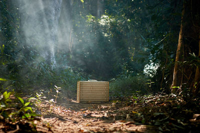 Old-fashioned suitcase in forest