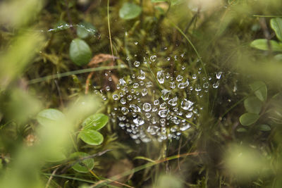 Close-up of wet grass