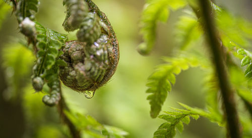 Close-up of plant growing on tree