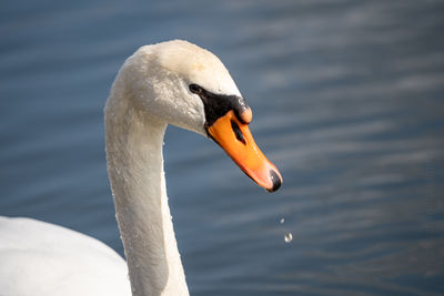 Close-up of swan swimming in lake