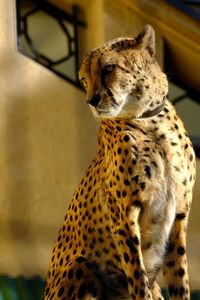 View of a cat looking away