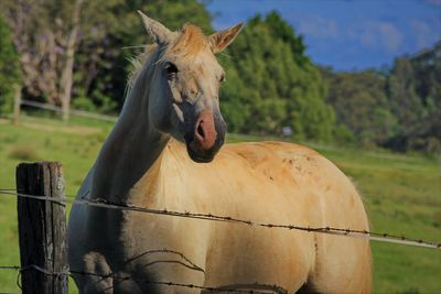 Close-up of a horse on field