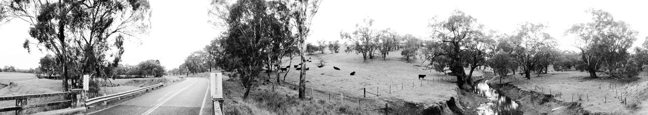 Panoramic view of road amidst trees against sky