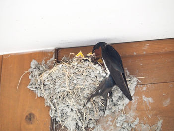 Close-up of bird on wall