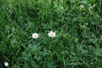 Close-up of flowers blooming on field