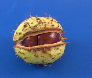 Close-up of banana against blue background