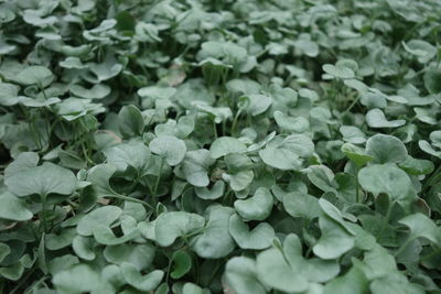 Full frame of leaves