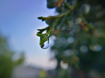 Close-up of raindrops on tree