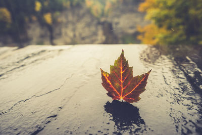 Close-up of dry maple leaves on tree