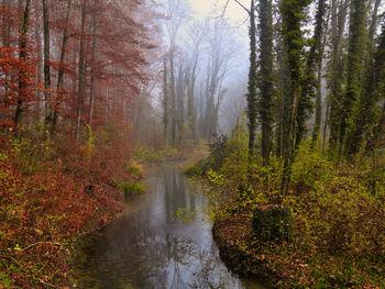 Stream amidst trees in forest during autumn
