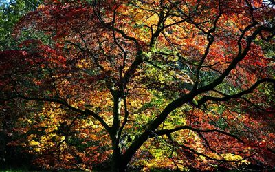 Low angle view of trees