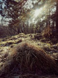 Scenic view of forest