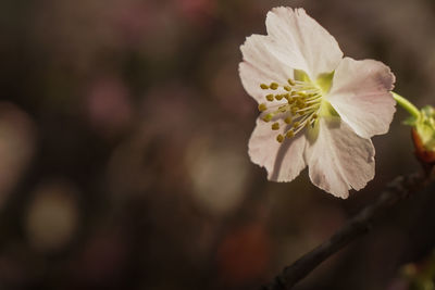 Close-up of flower growing on tree