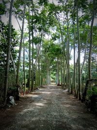 Footpath amidst trees in forest