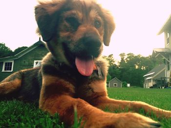 Close-up of dog in lawn