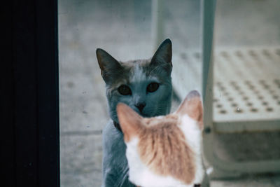 Close-up portrait of cat by window